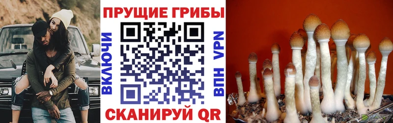 MEGA ссылки  Заозёрск  Галлюциногенные грибы прущие грибы  купить  цена 